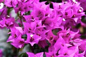 Vistabonita فندق سان ميغيل ذي أبونا