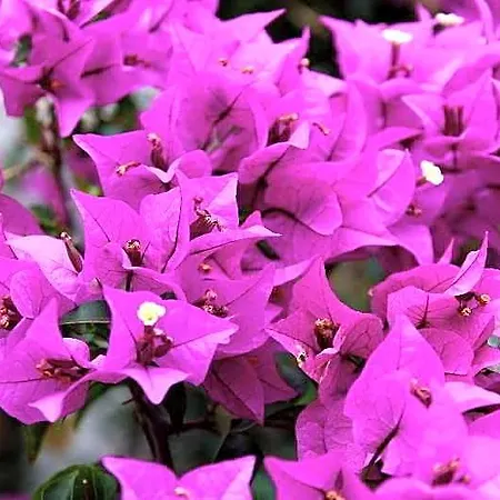 Vistabonita *